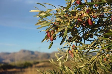 Nothing in Andalucía is rushed, least of all food, and this ‘slow is best’ philosophy results in some of the world’s finest ingredients