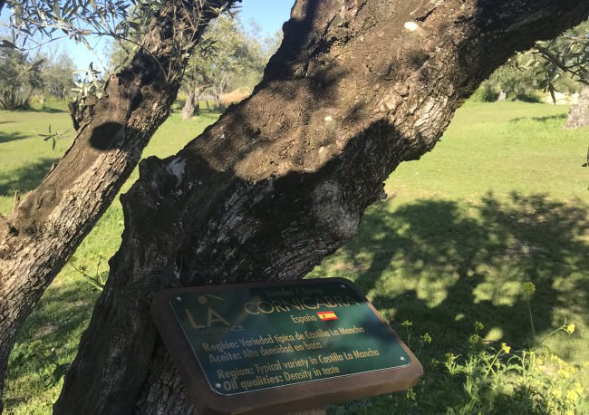 LA Experience - An Homage to the Humble Olive