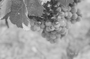 jakes photos grapes